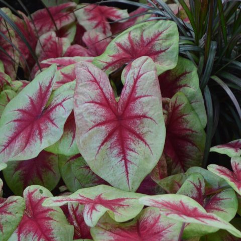 Red and light green arrow-shaped leaves