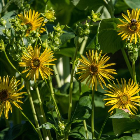 Tall, green stems with medium sized yellow flowers.