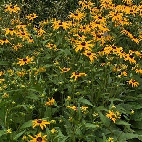 Yellow, radial-shaped petals with a round, dark brown center