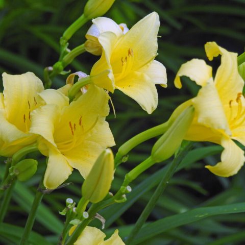 Trumpet-shaped yellow flower heads 