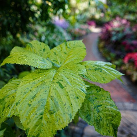 big, rounded, lime green leaf.