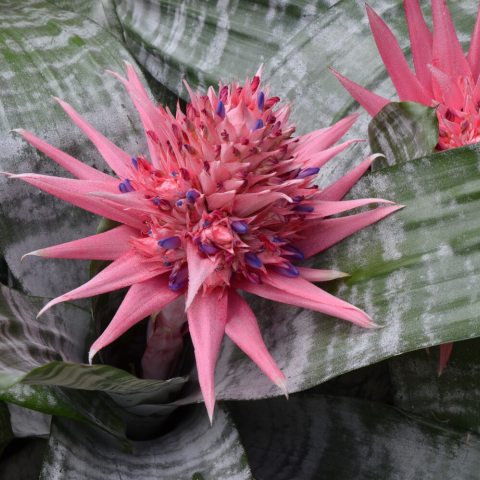 Spiky, pink flower emerging from green and gray striped leaves