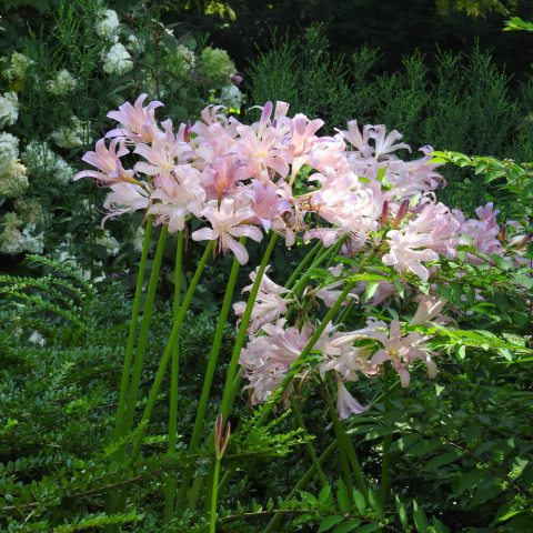 Pink flower clusters with long, oblong-shaped petals.