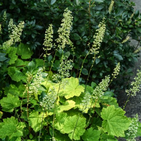 Small white flowers on tall stem above green leaves