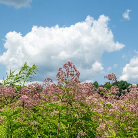 Pink Flower clusters