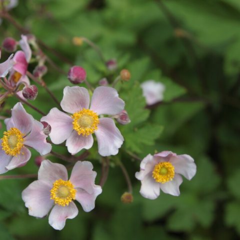Oblong-shaped light purple petals with a yellow center.