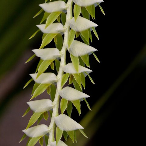 Small, folded white petals with small, drooped green leaves.