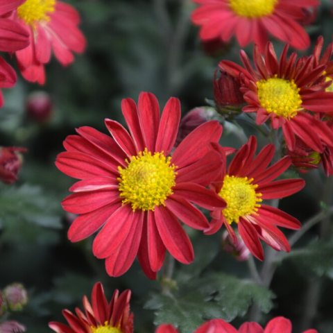 Small, red rounded petals with bright yellow centers.