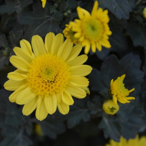 Small, yellow button-like daisy flower