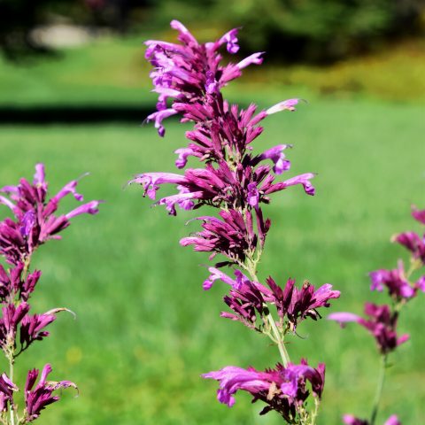 Tall, purple feather-like plants