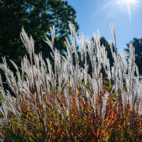 Tall, white feather-like plants