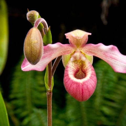 Pink flower with pouch-like lower petal
