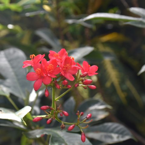 Small, coral-red , five-petaled flowers in a cluster