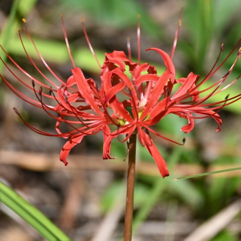 small red flower with wispy petals