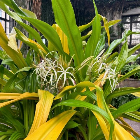 White, spider-like flowers on yellow and green plant with long. strap-like leaves