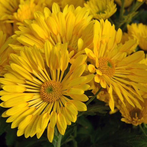 Daisy-like flower with yellow petals surrounding a yellow center