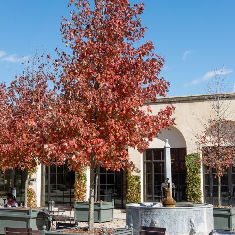 Small tree with fiery red and orange leaves