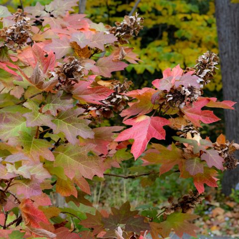 Hydrangea bush with red leaves