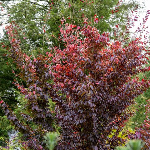 A tree with maroon leaves