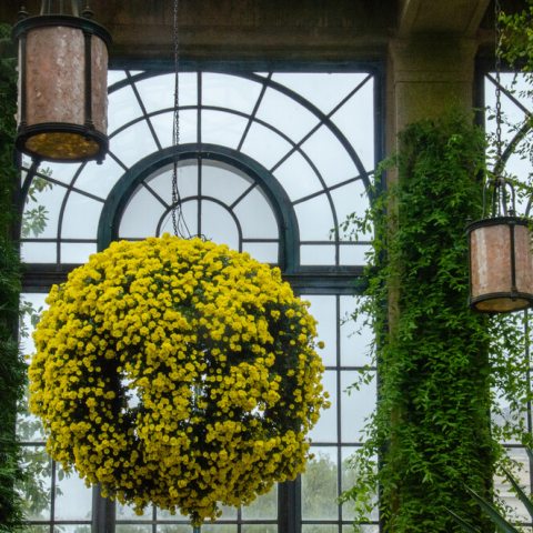 A big flower basket in a shape of a globe filled with yellow mums.
