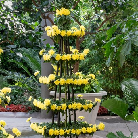 Small yellow chrysanthemum flowers arranged in a small metal tower