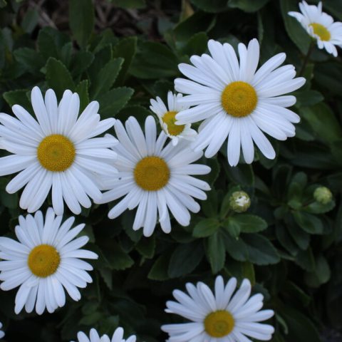 Small flowers with white, rounded petals and large yellow centers