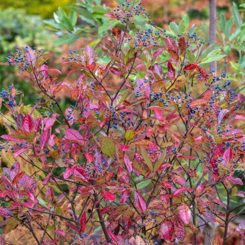 Small red shrub.