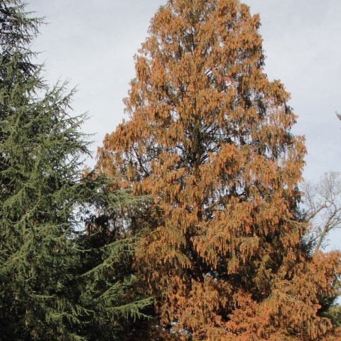 Very tall tree with limbs going down to the ground with rusty-colored foliage