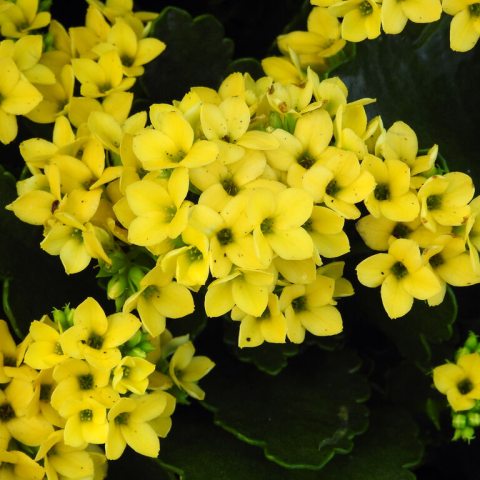 Bunch of bright yellow and green leaves