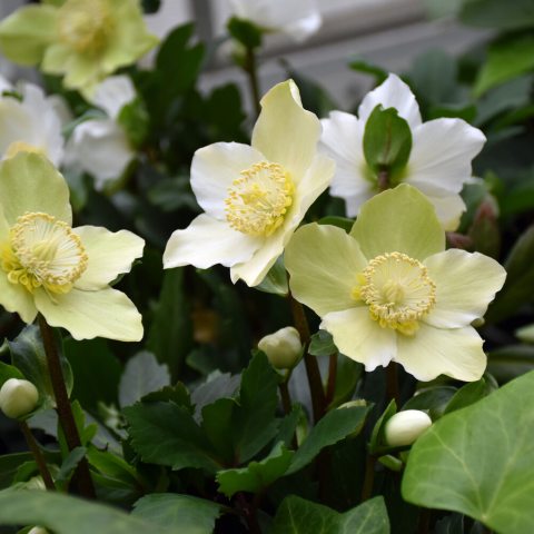 White and green five pettled flowers with yellow center against dark green leaves