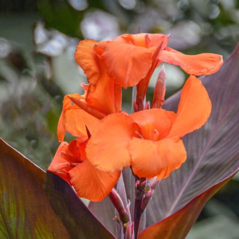 large, five petaled flower atop a plant with large, marron leaves