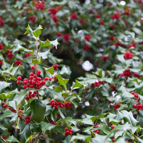 Deep green leaves with spines adorned with bright red berries