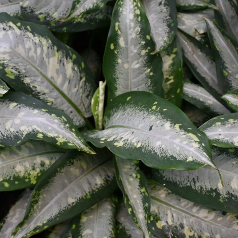 Large arrow-shaped green leaves with a large stripe of silver in the middle.