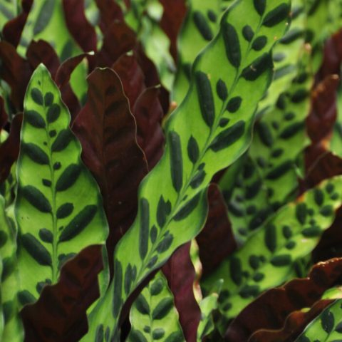 Long, oblong-shaped green leaves with dark green and brown stripes