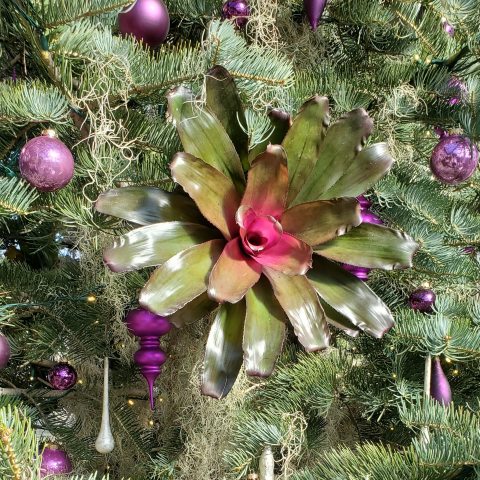 A starburst shaped green plant with pink center on a Christmas tree
