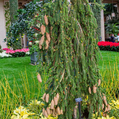 Evergreen tree with long drooping limbs