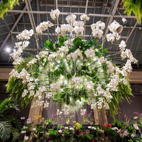 A hanging basket of hanging white orchids