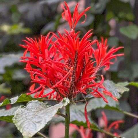 Small feather-like red, flower cluster on a thin green stem.