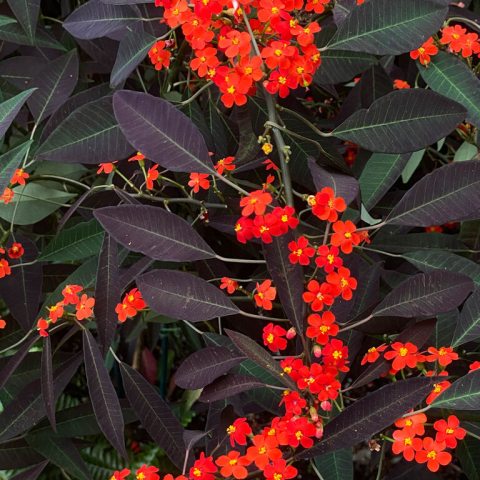 Purples and red leaves  flower
