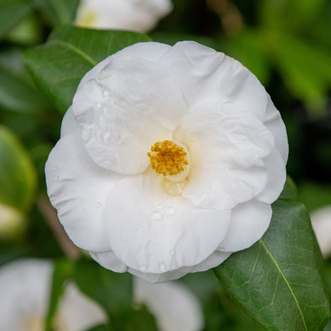 Large, white flower with rounded petals and a small yellow center