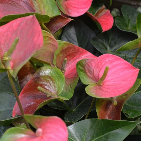 Pink and green leaves flower