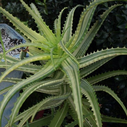 Long, curved light green leaves with stripes of dark green