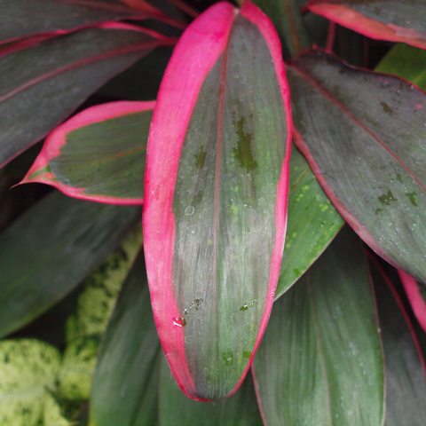 Large oval-shaped, dark green leaf with a strike of bright pink 