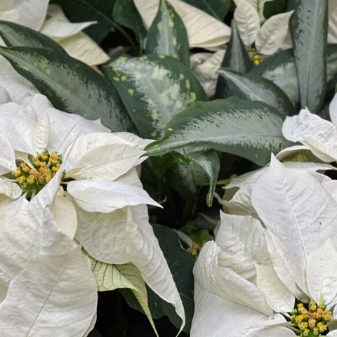 Large flowers with white droopy petals and round yellow centers.