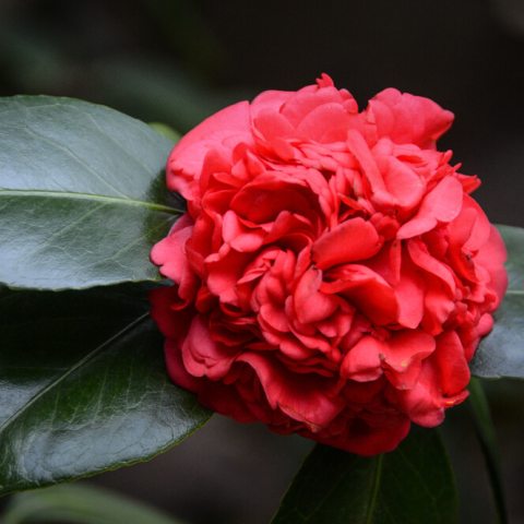 Big red flower with frayed petals