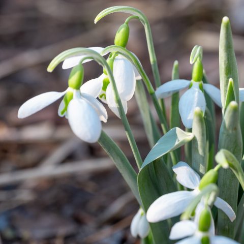Tiny plants with white closed flowers hanging down