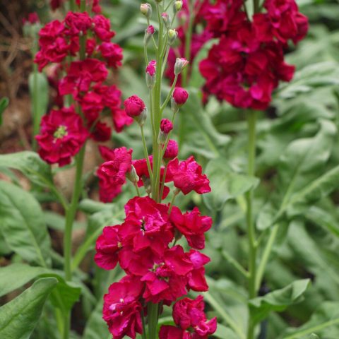 Large spikes of ruby, red flowers