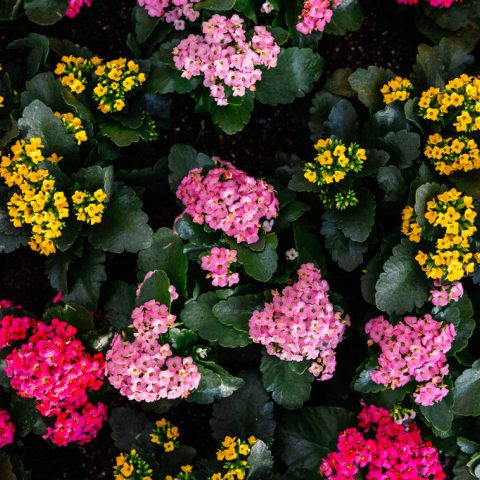 A flower with pink and red leaves