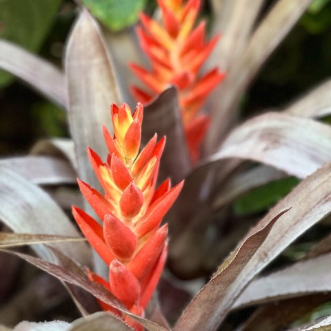 A flower with brown and orange leaves