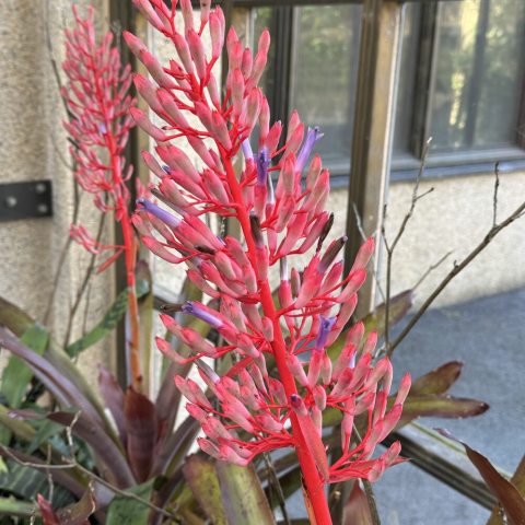Large, red, fan-like flowers on long stems